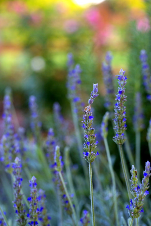 Fresh lavender growing in our garden