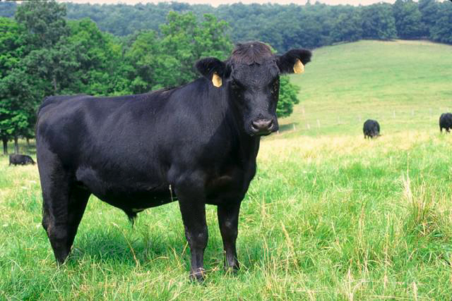 Black Angus Cattle