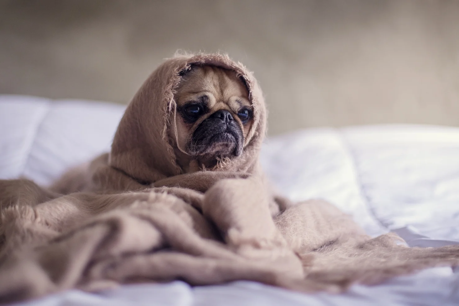 A grumpy pug dog in a blanket - keto flu assistance ideas