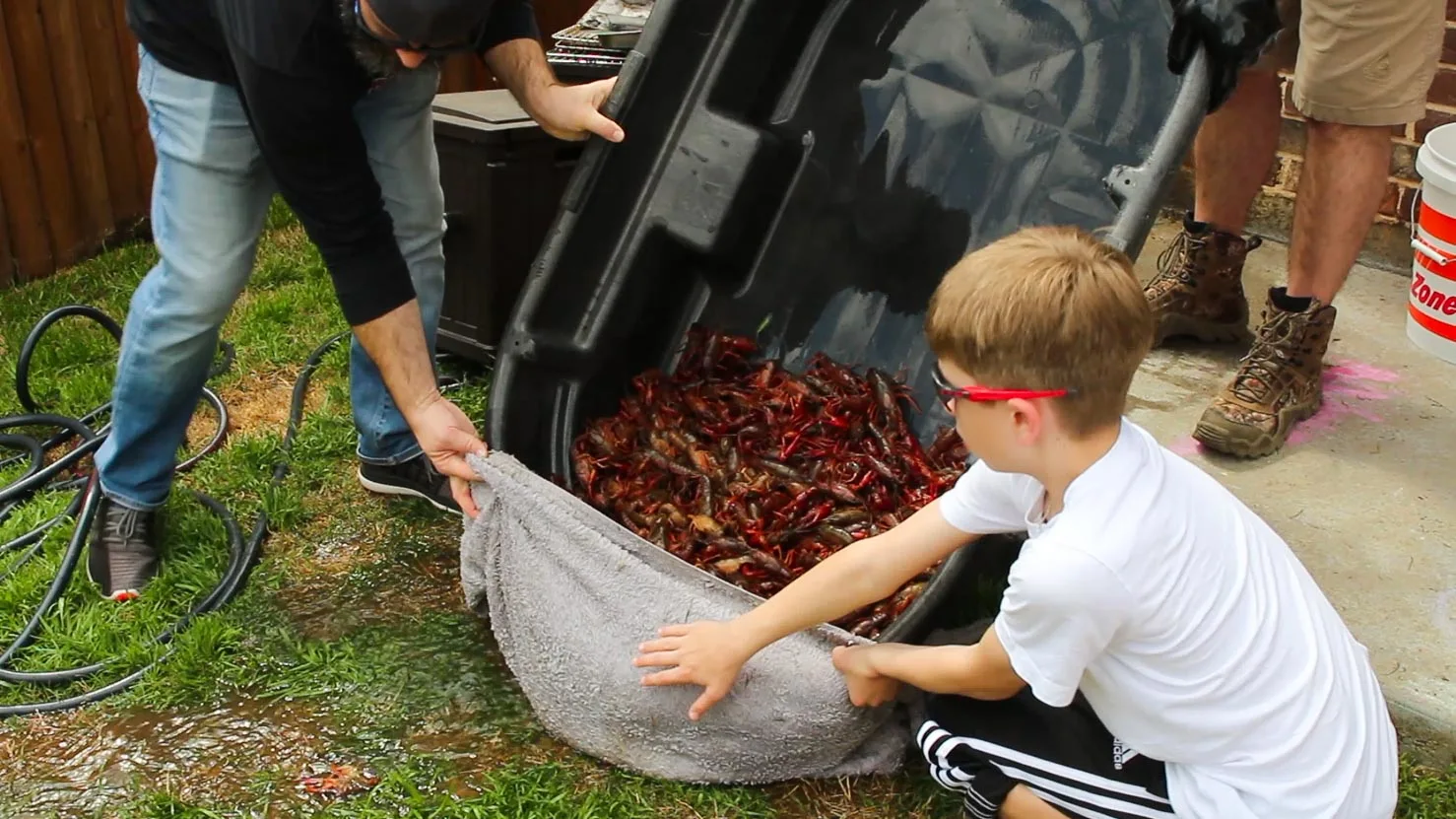 Draining the cleaned crawfish between batches of cleaning so that they do not drown. 