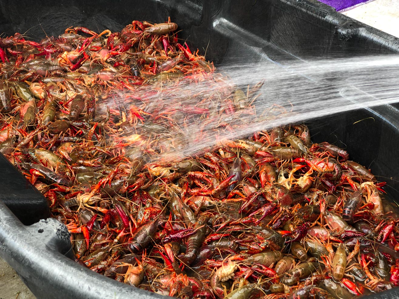 How to throw a crawfish boil - cleaning the crawfish