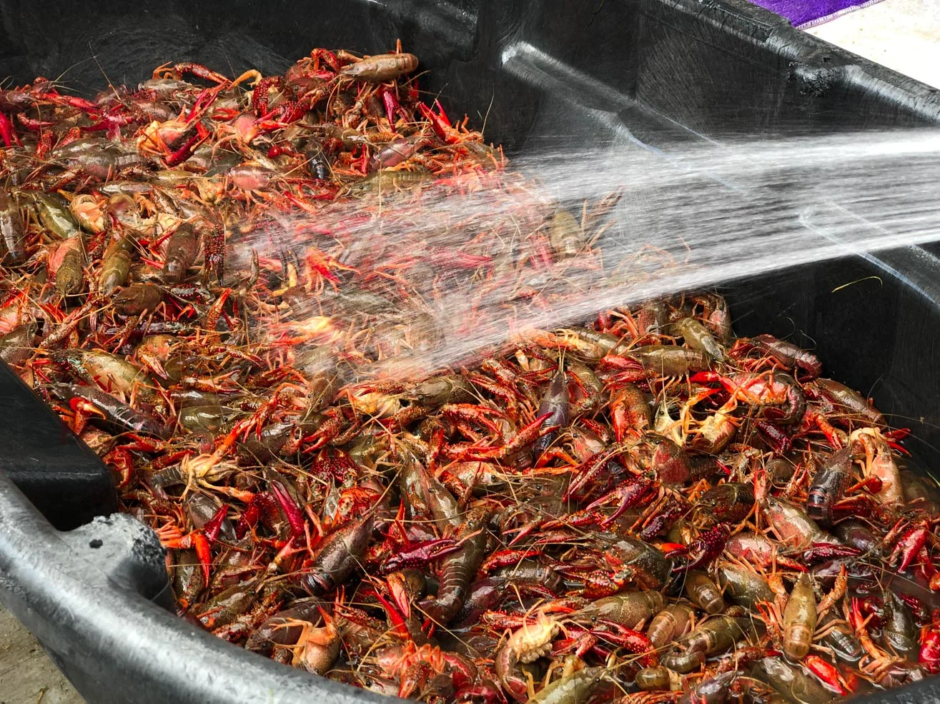 15 pounds of crawfish in a 75 gallon tub being sprayed with a water hose to clean them of mud and debris. 