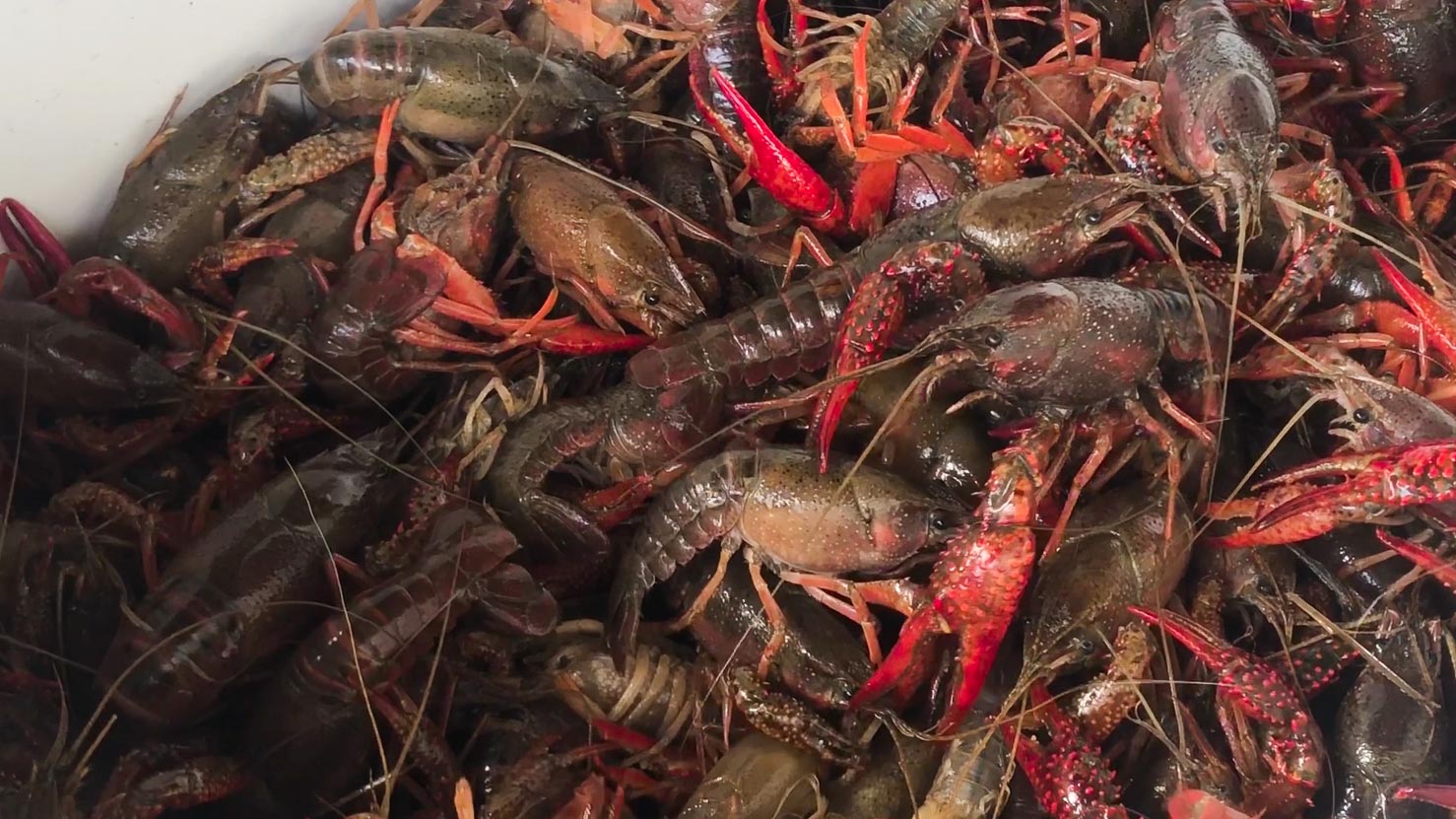 Live crawfish - close up