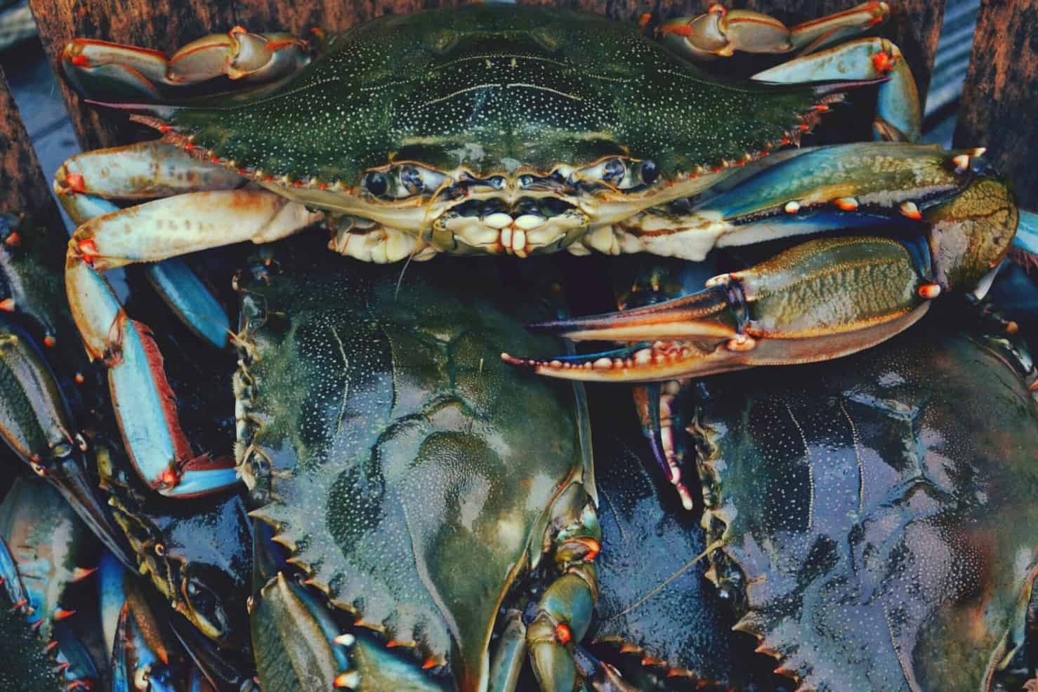 Blue crab stacked on one another